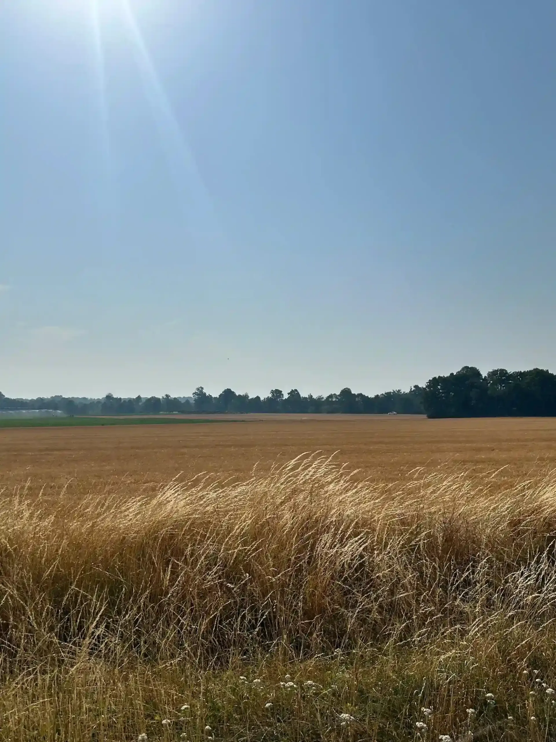 Champs blé coupé en BEauce