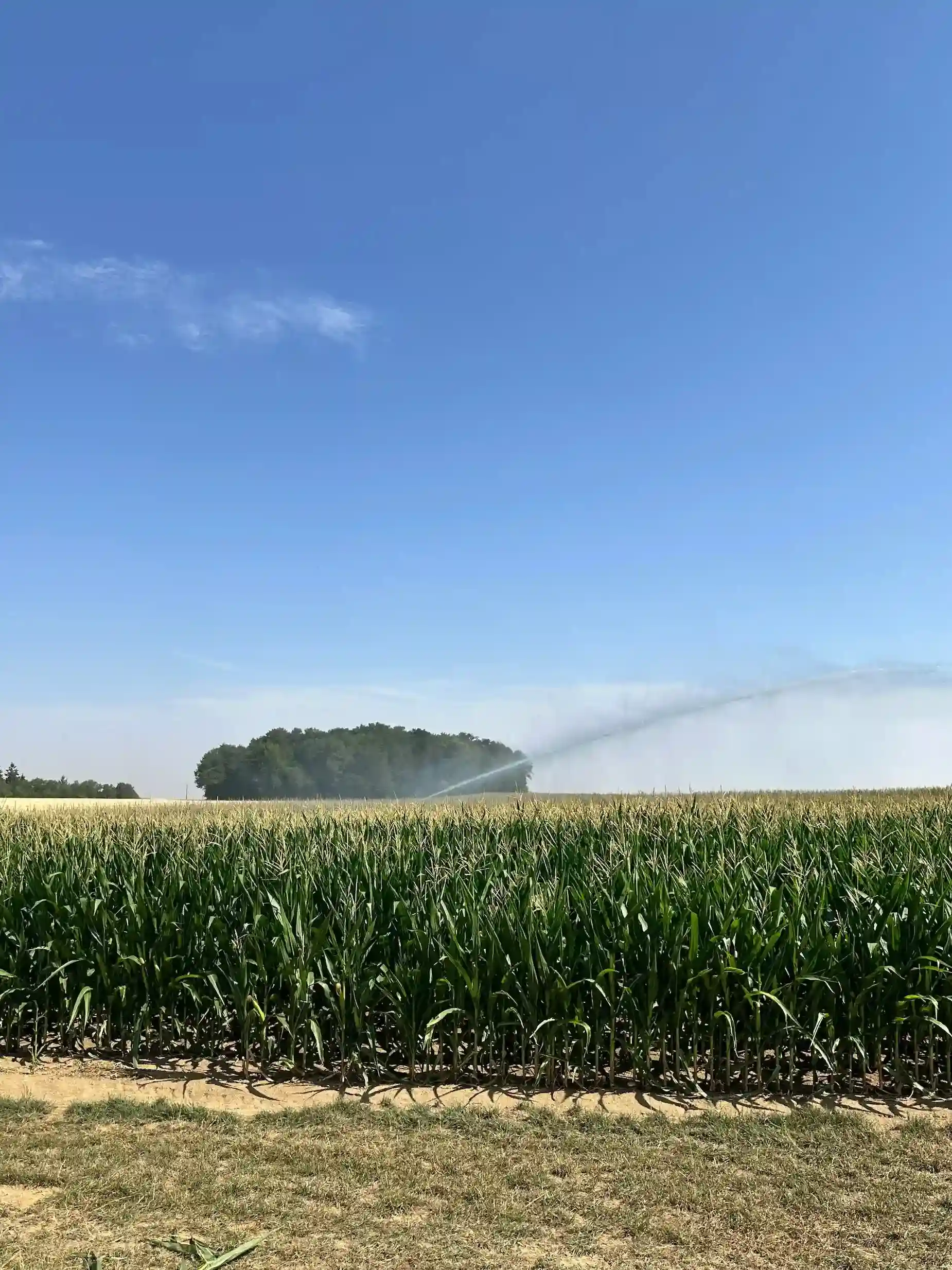 Champs blé en Beauce